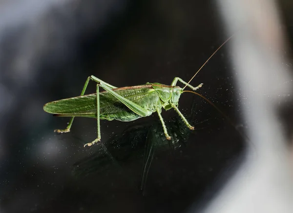 大きな緑のブッシュクリケットガラスの上に座って 体を反映し クローズアップ — ストック写真