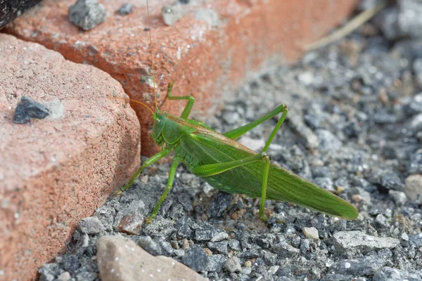 Große Grüne Buschgrille Auf Dem Kies Sitzend Nahaufnahme — Stockfoto