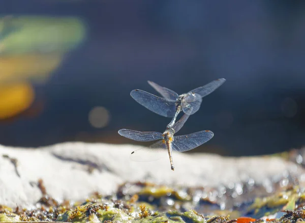 池塘上方一只黄蜻蜓和一只蓝蜻蜓交配 雄的用钩子钩住母的头 — 图库照片
