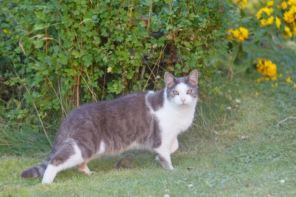 Graue Und Weiße Katze Mit Intensiv Gelben Augen Garten — Stockfoto