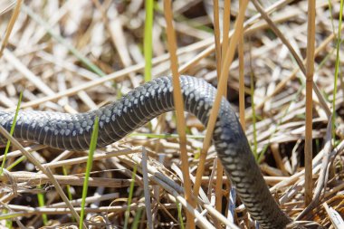 Sazlıkta sürünen bir Pecker veya Grass yılanının (Latince: Natrix natrix) vücuduna yakın çekim