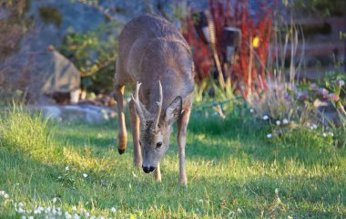 Bahçede boynuzlu geyik horozu. Latince: Capreolus capreolus