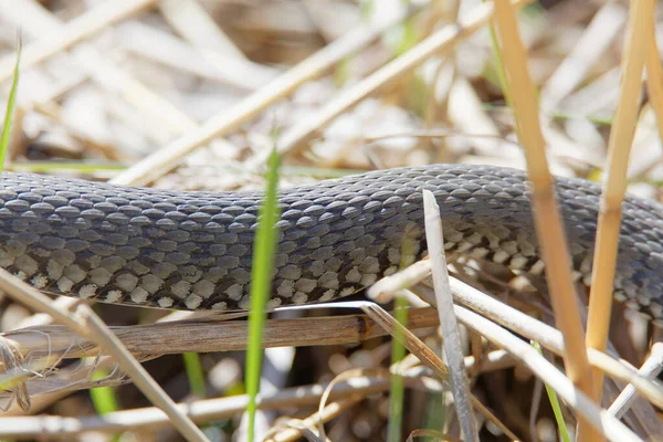 Closeup of the body of a Pecker or Grass snake (latin: Natrix natrix), crawling in the reed
