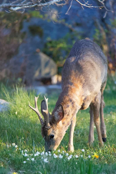 庭で花を食べる鹿の鶏 ラテン語 Capreolus Capreolus ストック写真