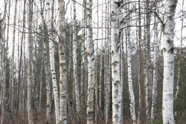 Birçok huş ağacından oluşan bir ormana yakın. Huş ağacının Latince adı: Betula