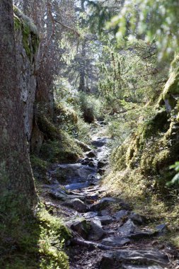 Yaz boyunca ormanda yürümek için yokuş yukarı küçük bir yol.