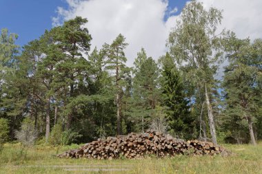 Kır yolundaki ormanda ağaç gövdesi yığını