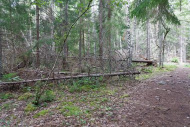 Ormanda devrilmiş çam ağaçları