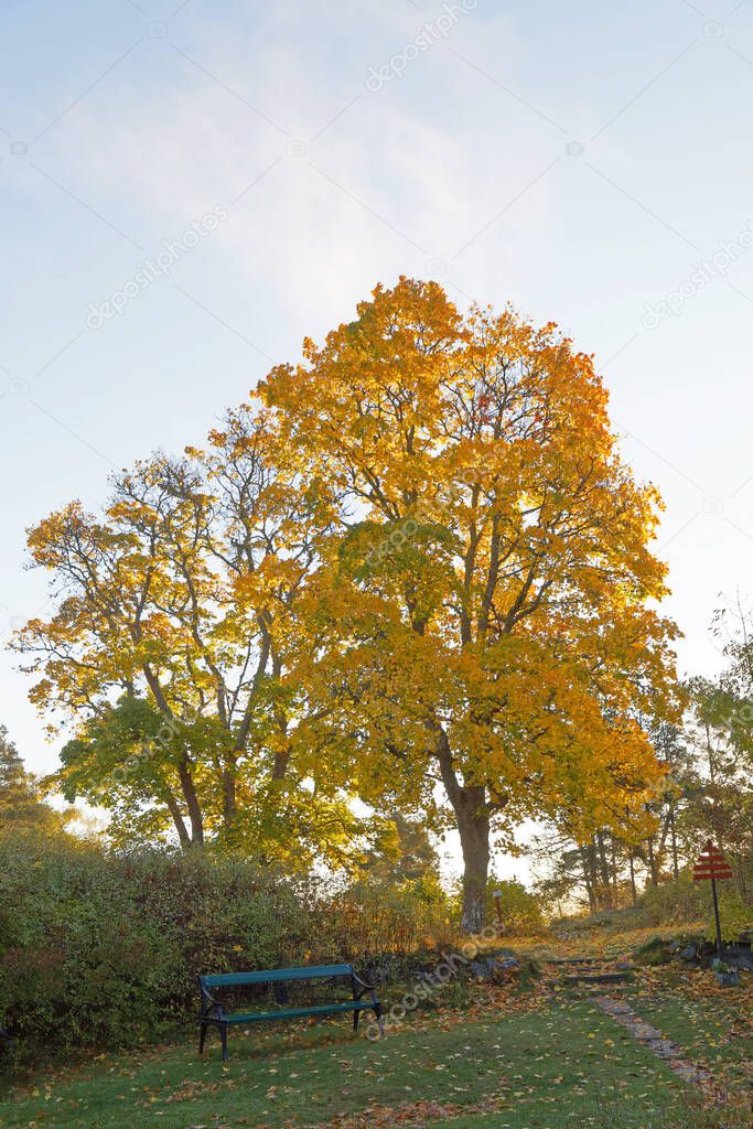 Beautiful maple tree with glowing bright yellow leafs during autumn and a park bench, blue sky in the background. Latin name of maple: Acer platanoides