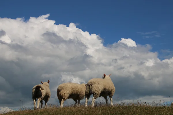 Schafe und Wolken — Stockfoto