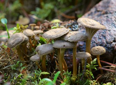 Huni Cantharellus cibarius
