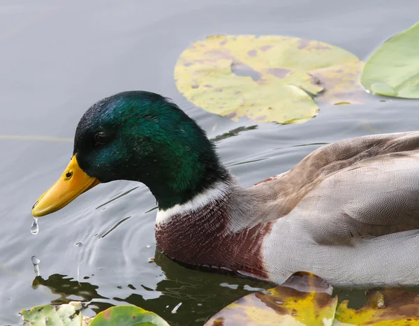 Αρσενικό mallard — Φωτογραφία Αρχείου