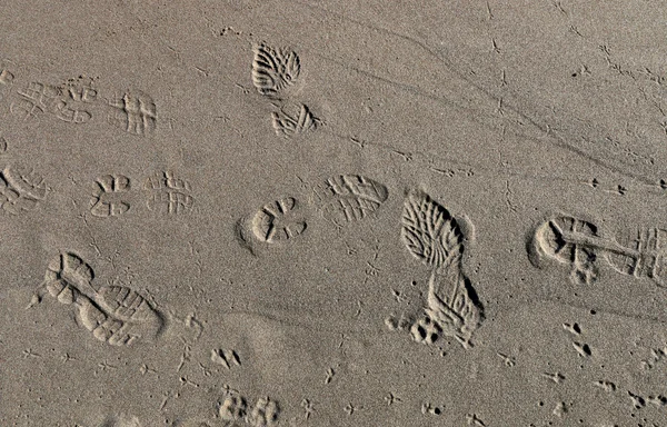 Kumda izler — Stok fotoğraf