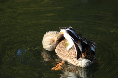 Kadın yeşilbaş yıkamak