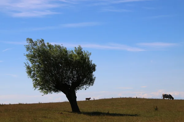 Dos vacas y un árbol —  Fotos de Stock