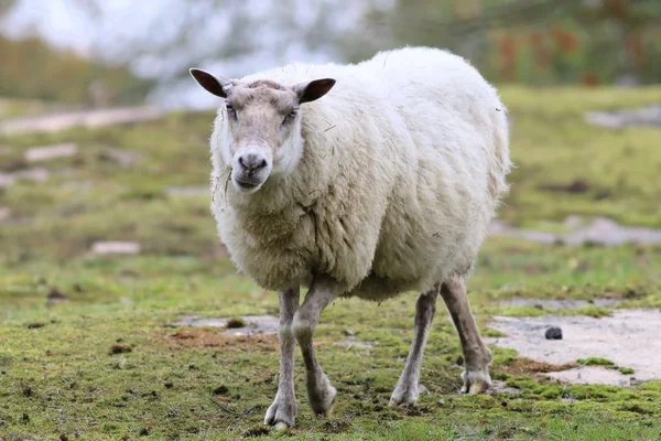 Sheep walking — Stock Photo, Image