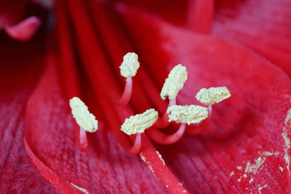 Nahaufnahme einer Barbados-Lilie — Stockfoto