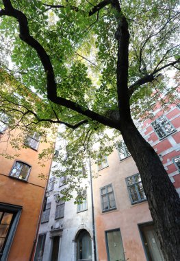 Kestane ağacı ve Old Town Stokholm, İsveç, Eylül 2014 binalarda