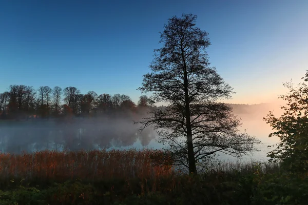 Silueta del árbol una mañana brumosa — Foto de Stock