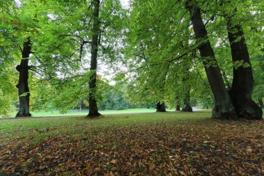 First morning light in the park in October clipart