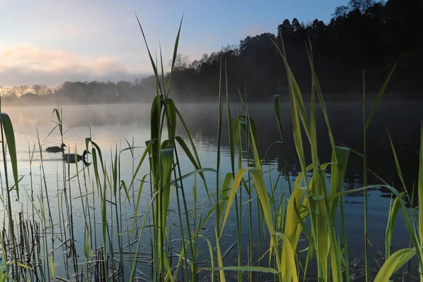 Reed sisli sabah bir göle — Stok fotoğraf