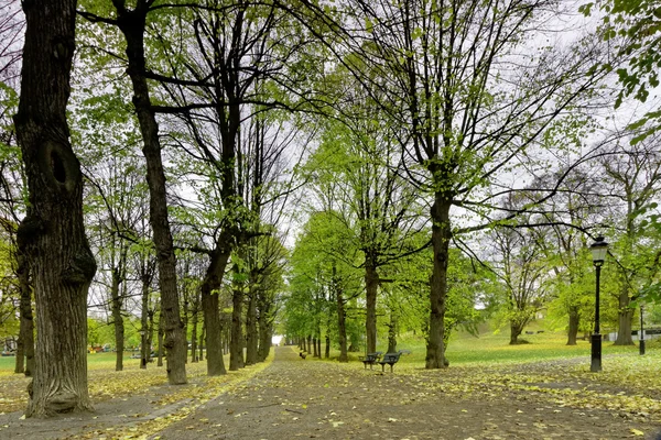 Colonnade of lime trees in the park — Stock Photo, Image