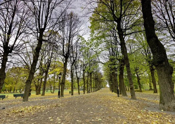 Colonnade of lime trees in the park — Stock Photo, Image