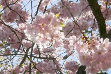 arka ışık kiraz çiçek