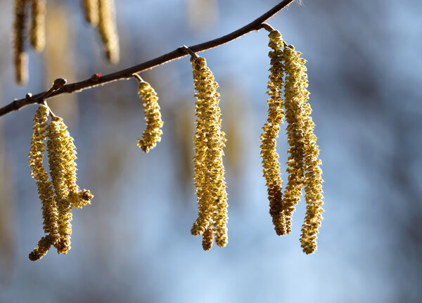Закрыть орешник-2
