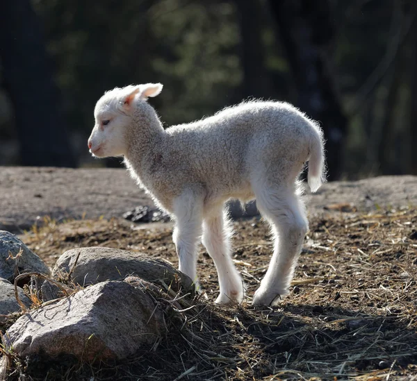 Un agnello che cammina nel prato — Foto Stock