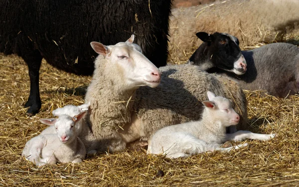 Sheep family resting in the sun — Stock Photo, Image