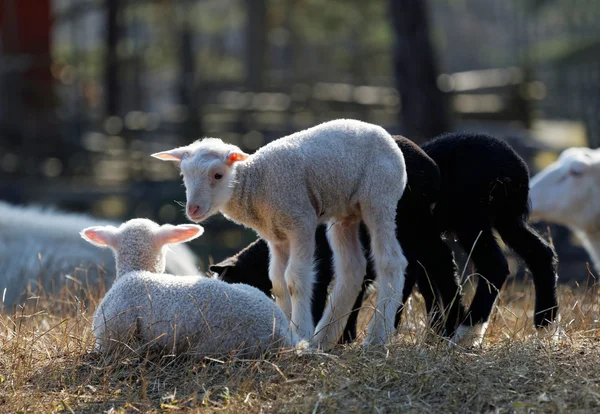 Vier junge Lämmer auf der Weide — Stockfoto