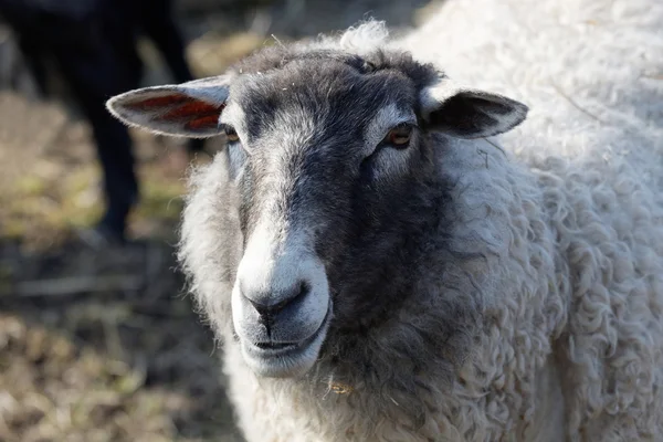 Jeden owce białe i szare — Zdjęcie stockowe