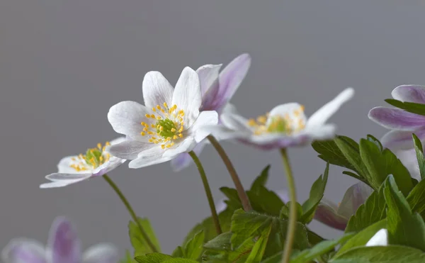 Groep van hout anemone — Stockfoto