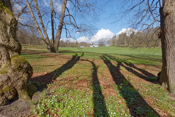 Árboles y sombras y anémonas de madera — Foto de Stock