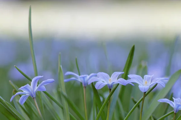 Gruppo di fiori di scilla blu — Foto Stock