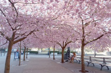 Park Kungstradgarden, sabah erken kiraz çiçeği