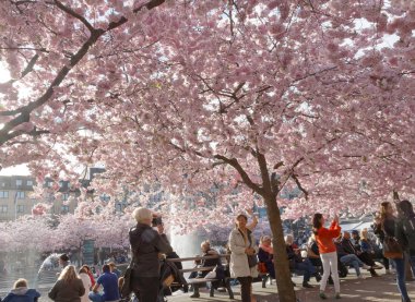 Parkta Kungstradgarden, fotoğraf çekmek insanlar kiraz çiçeği