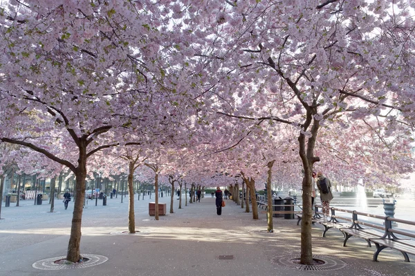 Cherry blossom in the park Kungstradgarden — Stock Photo, Image