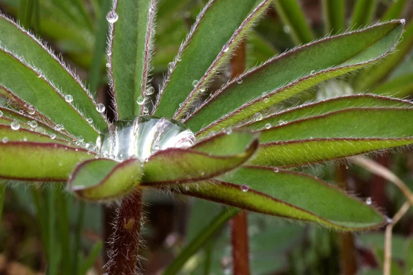 Yakın kadar kıllı lupine yapraklar ve su damla — Stok fotoğraf