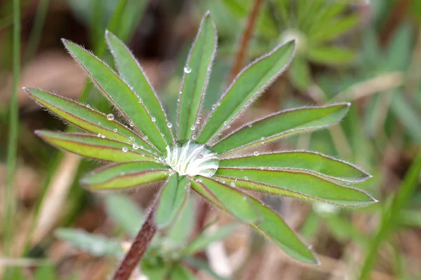 Lupine leafs and water drops, short focus — Stock Photo, Image