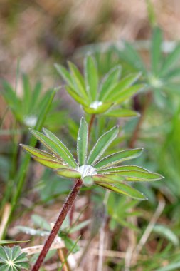 birçok lupine yapraklar ve su damlaları