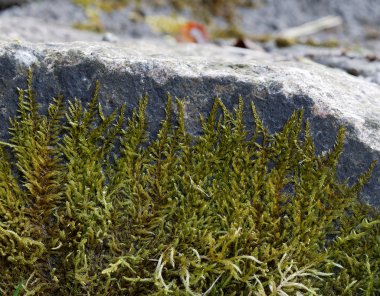 moss bir kaya tırmanışı
