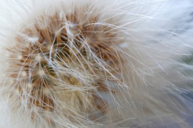 Closeup bloomed karahindiba üzerinde
