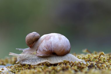 Üstünde tepe-in yeşil yosun üzerinde bir salyangoz salyangoz