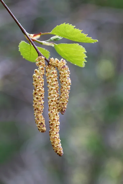 Brzoza catkin — Zdjęcie stockowe