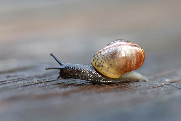 Pequeno caracol deslizando sobre madeira — Fotografia de Stock