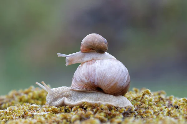 Schnecke auf einer Schnecke auf grünem Moos — Stockfoto