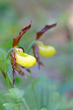Two plants of yellow Lady's slippers orchids