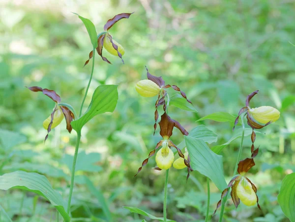 Group of many yellow Lady's slippers orchids — Stock Photo, Image